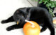 Dennis the Agway cat sniffs a pumpkin