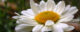 Close up of a daisy.