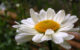 Close up of a daisy.