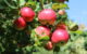 Apples attached to a tree branch. (Photo by DataHamster via Flickr/Creative Commons https://flic.kr/p/cTVuH5)