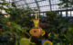 The corpse flower at the Garfield Park Conservatory, 2016. (Photo by Noah Vaughn via Flickr/Creative Commons https://flic.kr/p/HkmN4e)