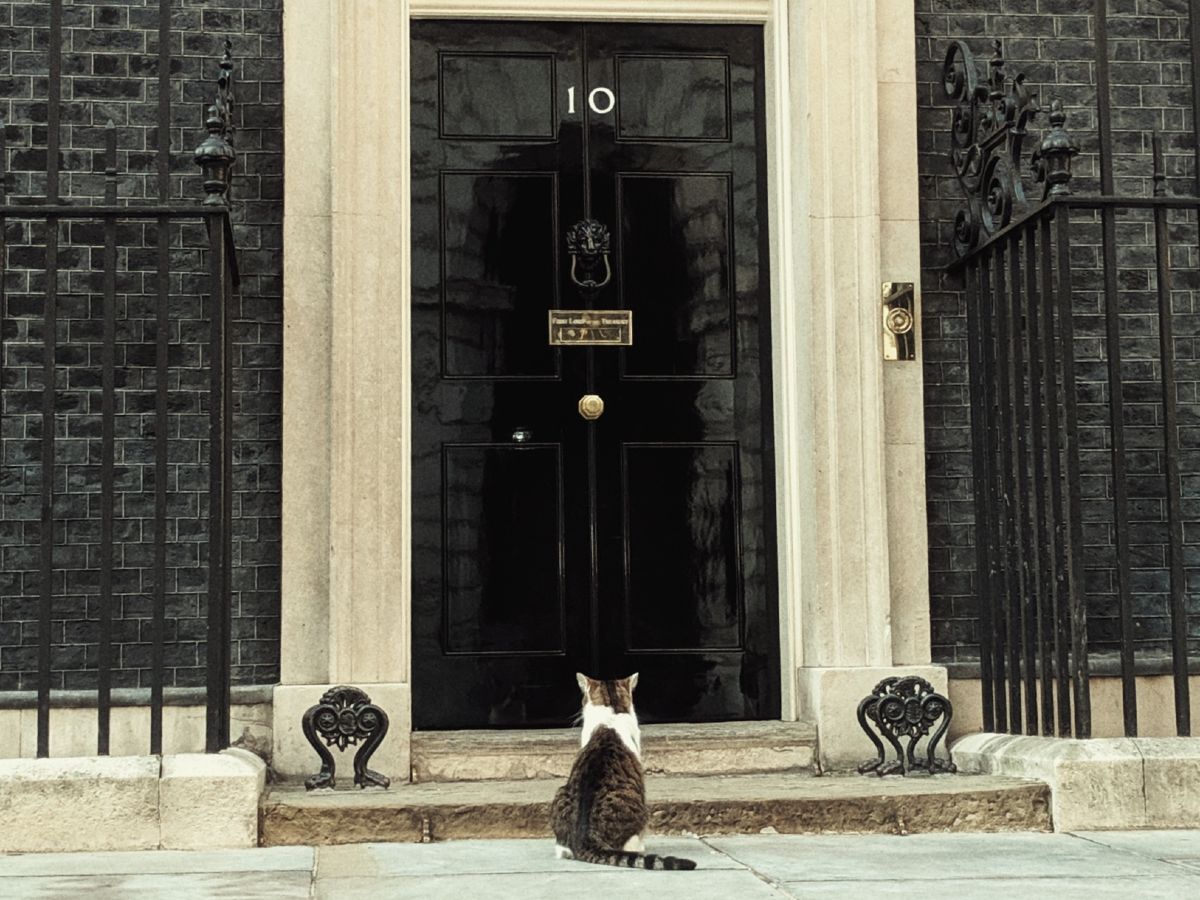 The Most Powerful Cat May Be The One At 10 Downing Street Cool Weird   20190725larry 