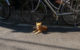 Orange tabby cat sits near a bike, though this is neither the bike nor the cat featured in the episode. (Photo by Takayuki Miki via Flickr/Creative Commons https://flic.kr/p/MFhbDF)