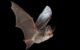 A Nyctophilus geoffroyi bat in flight. (Photo by Michael Pennay via Flickr/Creative Commons https://flic.kr/p/6i8Rej)