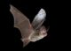 A Nyctophilus geoffroyi bat in flight. (Photo by Michael Pennay via Flickr/Creative Commons https://flic.kr/p/6i8Rej)