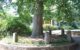 The Tree That Owns Itself, a tall tree in the center of a stone ring with a plaque at the base. (Photo by J. Stephen Conn via Flickr/Creative Commons https://flic.kr/p/7c4nbz)