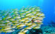 A school of fish off the coast of Palau. (Photo by Michio Morimoto via Flickr/Creative Commons https://flic.kr/p/ef3kDE)