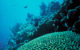 A coral reef, with a brain coral in the foreground. (Photo by Jerry Reed/US Fish & Wildlife Service, via Flickr/Creative Commons https://flic.kr/p/dQqpqM)