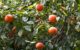 Oranges growing in a citrus orchard. (Photo by Peter Nijenhuis via Flickr/Creative Commons https://flic.kr/p/iDZHS)