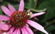 Bee on a purple coneflower. (Photo by Blair Gannon via Flickr/Creative Commons https://flic.kr/p/cU8gbA)