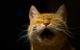 An orange tabby cat looks like it's screaming. (Photo by Mingo Hagen via Flickr/Creative Commons https://flic.kr/p/5wJuBQ)