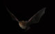 East coast long-eared bat in flight. (Photo by Michael Pennay via Flickr/Creative Commons https://flic.kr/p/6ZzRtF)