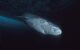 Greenland shark at Admiralty Inlet, Nunavut, with an Ommatokoita. (Photo by Hemming1952 - Own work, CC BY-SA 4.0, via Wikicommons https://en.wikipedia.org/wiki/Greenland_shark#/media/File:Greenland_shark_profile.jpg)