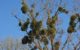 European Mistletoe (green bushes) growing on top of trees - by congerdesign via Wikicommons/CC