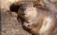 Beaver. (Photo by Skip Brown, Smithsonian's National Zoo)