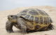 A Russian tortoise in Kazakhstan (Photo by Yuriy75, CC BY-SA 3.0 , via Wikimedia Commons)