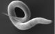 Electron micrograph of Caenorhabditis elegans. (Photo by Antje Thomas, Schulenburg Lab, Kiel via Wikicommons/Creative Commons https://commons.wikimedia.org/wiki/File:Electron_micrograph_of_%27%27Caenorhabditis_elegans%27%27.jpg)