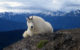 A mountain goat at Olympic National Park. (Photo by Sean Coffelt via Flickr/Creative Commons https://flic.kr/p/38Kpsh)