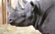 A black rhino at Chester Zoo (not the one that won the city council election.) (Photo by Paul Albertella via Flickr/Creative Commons https://flic.kr/p/dXsuwg)