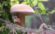 A tiny mushroom next to a much larger mushroom. (Photo by Dmitry Eliuseev via Flickr/Creative Commons https://flic.kr/p/SJkkLK)