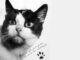 Publicity photo of Félicette. (Photo: public domain via Smithsonian https://www.smithsonianmag.com/smart-news/felicette-first-cat-space-finally-gets-memorial-180974062/)