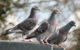 Three pigeons looking to the right. (Photo by jans canon via Flickr/Creative Commons https://flic.kr/p/9mxYrg)