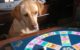 A dog stares at a Trivial Pursuit game board. (Photo by Manuel J. Prieto via Flickr/Creative Commons https://flic.kr/p/3jzU7f)