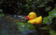 A yellow rubber duck floating in a body of water. (Photo by jacinta lluch valero via Flickr/Creative Commons https://flic.kr/p/gKpWpm)