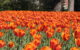 A field of orange tulips, seen at the 2008 Canadian Tulip Festival in Ottawa. (Photo by Alex Pierre via Flickr/Creative Commons https://flic.kr/p/4XpPB2)