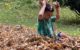 Five year old sits in a leaf pile and drops leaves on his own head, giggling