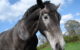 A black, grey and white horse, though not My Buddy Chimo. (Photo by RDV via Flickr/Creative Commons https://flic.kr/p/fhGeP)