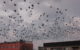 A large number of jackdaws in flight. (Photo by Dag Ågren via Flickr/Creative Commons https://flic.kr/p/k3h9t)