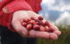 A right hand holding a pile of fresh cranberries. (Photo by Alvar Ruukel via Flickr/Creative Commons https://flic.kr/p/irKvwB)