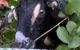 Close-up of a black goat with brown spots