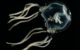 Tripedalia cystophora, a Caribbean box jellyfish. Note how there's no brain in there. Photo by Jan Bielecki, Alexander K. Zaharoff, Nicole Y. Leung, Anders Garm, Todd H. Oakley (edited by Ruthven (talk)) - Jan Bielecki; Alexander K. Zaharoff, Nicole Y. Leung, Anders Garm, Todd H. Oakley (June 2014). "Ocular and Extraocular Expression of Opsins in the Rhopalium of Tripedalia cystophora (Cnidaria: Cubozoa)". PLOS ONE 9 (6). DOI:10.1371/journal.pone.0098870., CC BY-SA 4.0, via Wikicommons https://en.wikipedia.org/wiki/Tripedalia_cystophora#/media/File:Tripedalia-cystophora.png