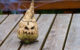 An upside down turnip with a scary carved Halloween face. (Photo by Cristian Ungureanu via Flickr/Creative Commons https://flic.kr/p/2hAML65)