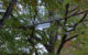 The Nutty Narrows Bridge with trees in the background. (Photo by Bruce Fingerhood via Flickr/Creative Commons https://flic.kr/p/zCBCnP)