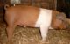 A Husum Red Pied pig, all red with a vertical white stripe by the forelegs. (Photo by Axel Krampe via Wikicommons/Creative Commons https://en.wikipedia.org/wiki/Danish_Protest_Pig#/media/File:Husumer_Protest_Eberferkel.JPG)