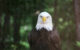 A bald eagle (not necessarily Murphy) at the World Bird Sanctuary in Missouri. (Photo by Paul Sableman via Flickr/Creative Commons https://flic.kr/p/KC4xdT)