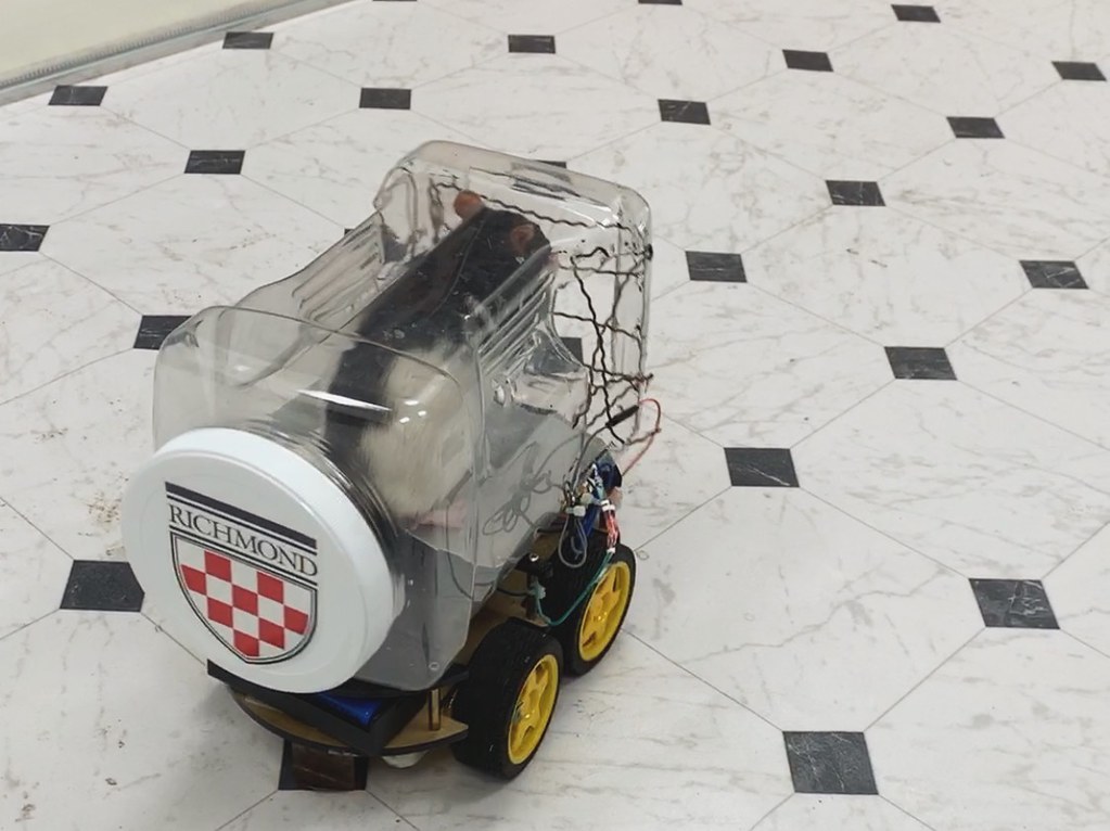 A rat drives the mini-car in the experiment. (Photo courtesy University of Richmond https://news.richmond.edu/releases/article/-/16721/research-scientists-at-university-of-richmond-teach-rats-to-drive-results-may-inform-treatment-for-mental-health-issues-.html)