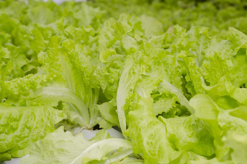 Lettuce, though not lettuce growing in an AirFarm. (Photo by Kurman Communications LLC via Flickr/Creative Commons https://flic.kr/p/qiWUq4)