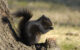 A black squirrel seen at City Park in Marysville, KS. (Photo by John Carrel via Flickr/Creative Commons https://flic.kr/p/5NHTuo)