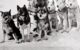 Sled dogs from the 1925 serum run to Nome. From left to right: Togo, Karinsky, Jafet, Pete, unknown dog, Fritz. (Photo copyright © Carrie McLain Museum / AlaskaStock - https://snl.no/Leonhard_Seppala, CC0, via Wikicommons https://en.wikipedia.org/wiki/1925_serum_run_to_Nome#/media/File:Leonhard_Seppala_with_dogs.jpg)