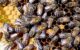 Honeybees on the brood comb inside a beehive. (Photo by Rebecca Leaman via Flickr/Creative Commons https://flic.kr/p/4AWq61)