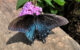 A Pipevine Swallowtail butterfly. (Photo by CALChux via Flickr/Creative Commons https://flic.kr/p/2gFAYvr)